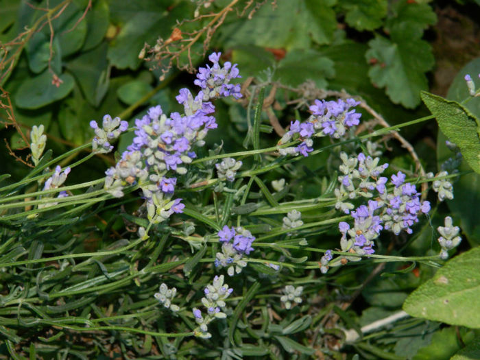 DSCN3818 - 2 IUNIE 2013