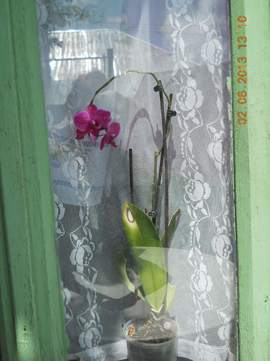 100 - FLORI DIN GRADINA MAMEI MELE
