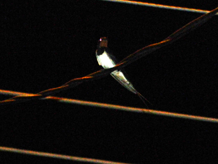 DSCN3837 - 2 IUNIE 2013