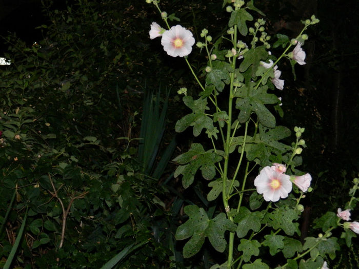 DSCN3841 - 2 IUNIE 2013