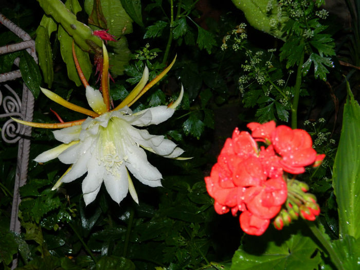 DSCN3842 - 2 IUNIE 2013