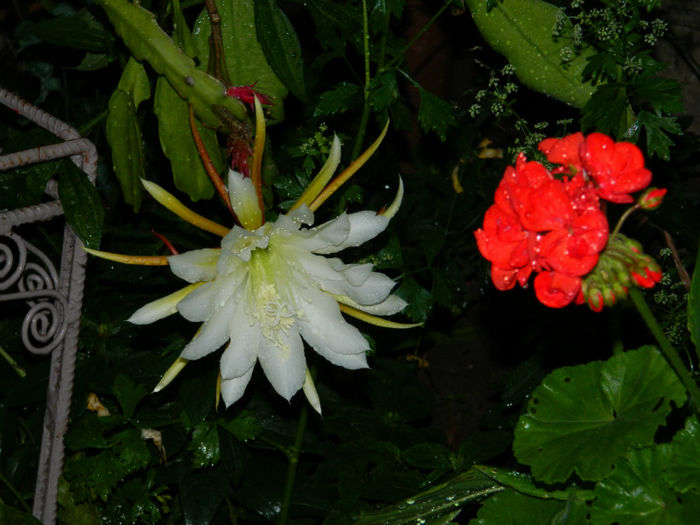 DSCN3844 - 2 IUNIE 2013