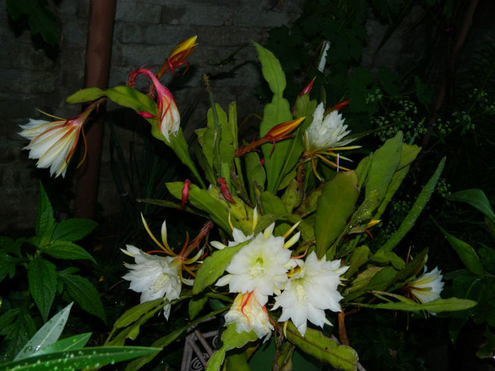 DSCN3847 - 2 IUNIE 2013