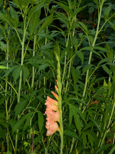 DSCN3858 - 2 IUNIE 2013