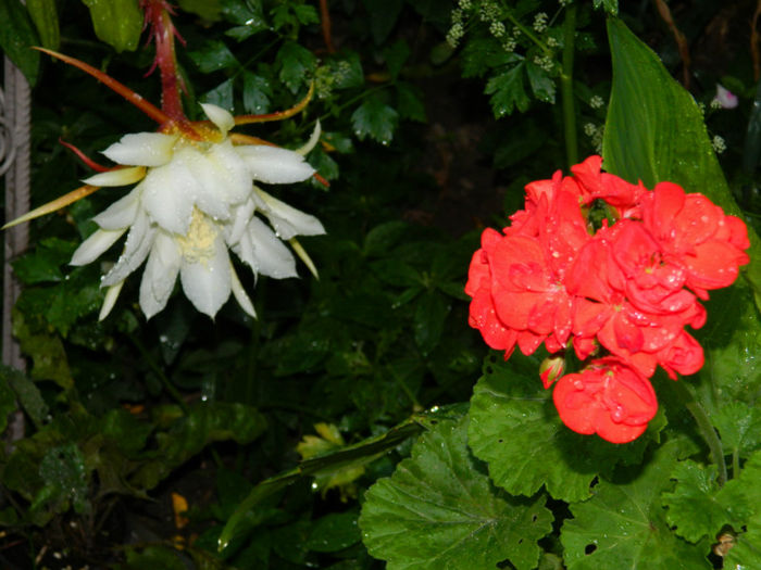 DSCN3902