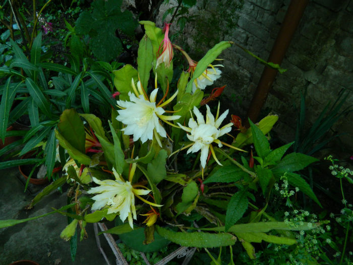 DSCN3905 - 2 IUNIE 2013