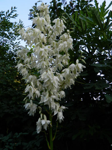 DSCN3918 - 2 IUNIE 2013