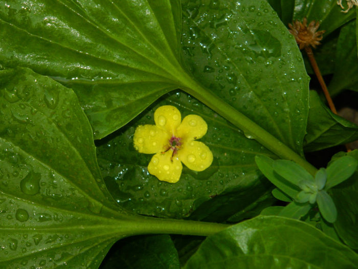 DSCN3931 - 2 IUNIE 2013
