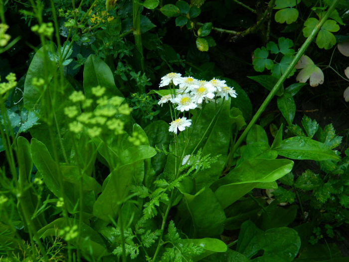 DSCN3937 - 2 IUNIE 2013