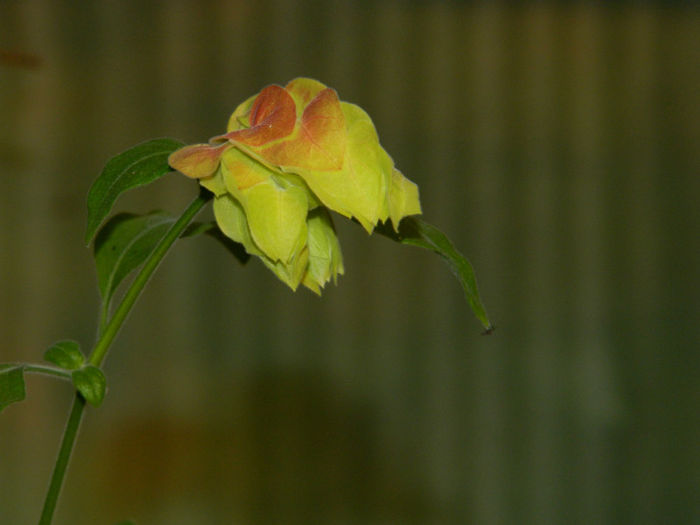 DSCN3958