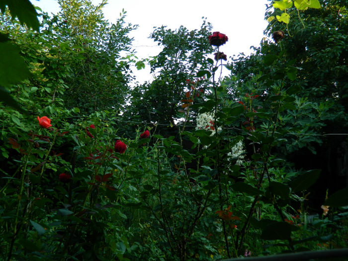 DSCN3964 - 2 IUNIE 2013
