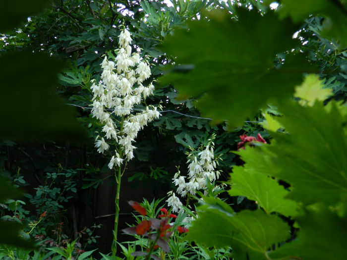 DSCN3966 - 2 IUNIE 2013