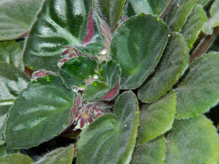 DSCN3971 - 2 IUNIE 2013