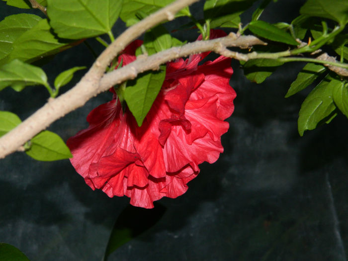 DSCN3802