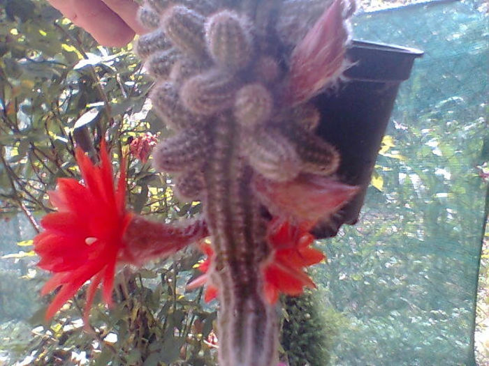 2013 409 - cactusi 2013