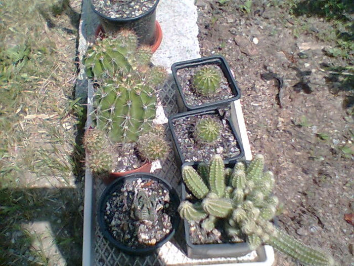 2013 410 - cactusi 2013