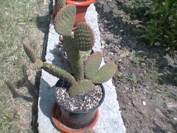 2013 411 - cactusi 2013