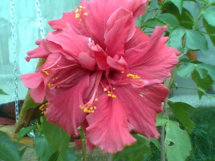 2013 194 - hibiscus 2013