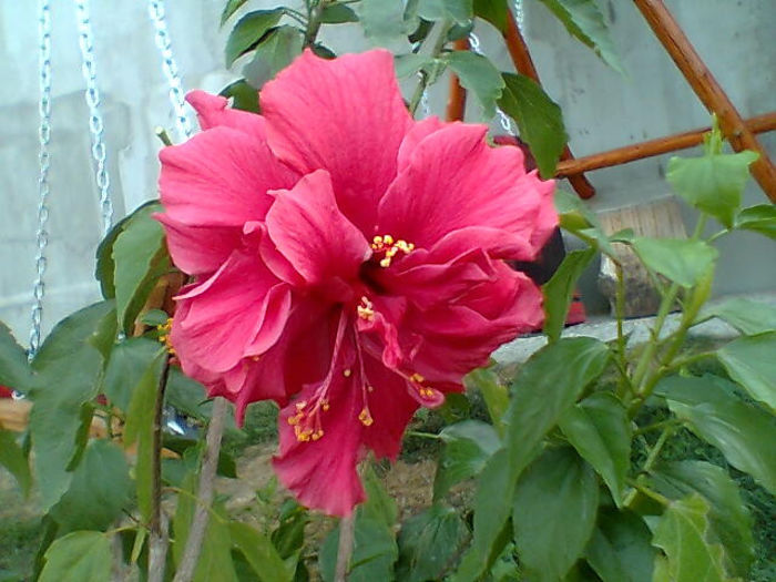 2013 195 - hibiscus 2013