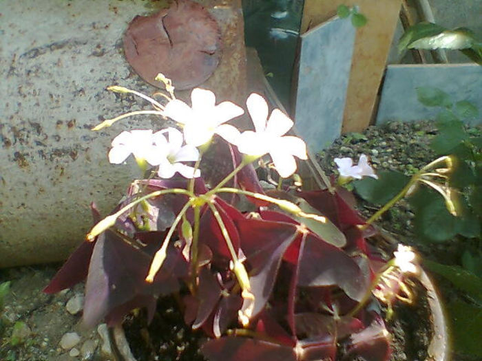 2013 419 - oxalis 2013