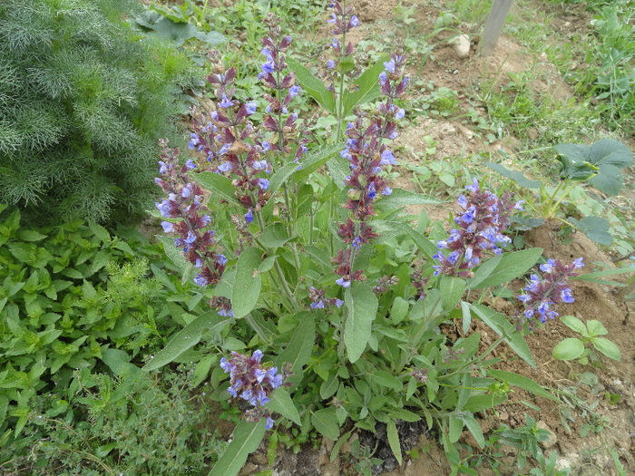 Salvia