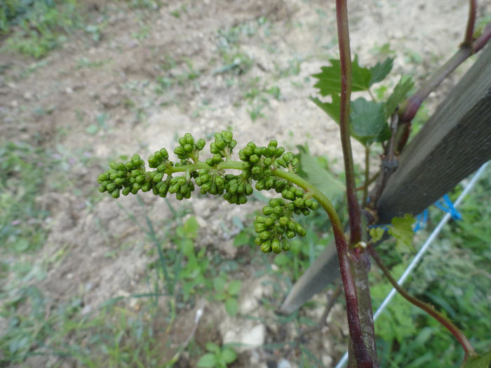 DSC01363 - Pomi fructiferi - Vie