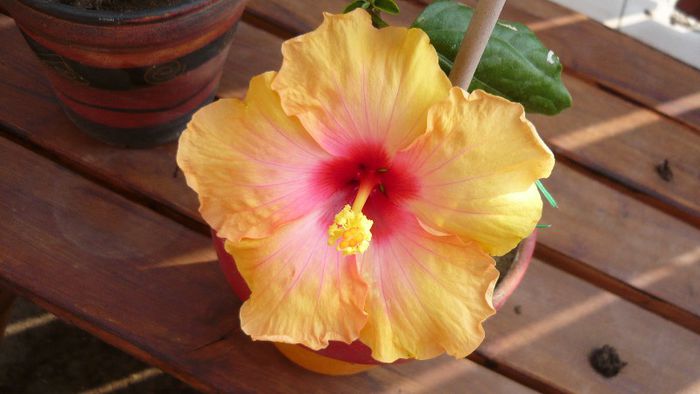 Picture 4032 - x 2013 Hibiscus rosa sinesis