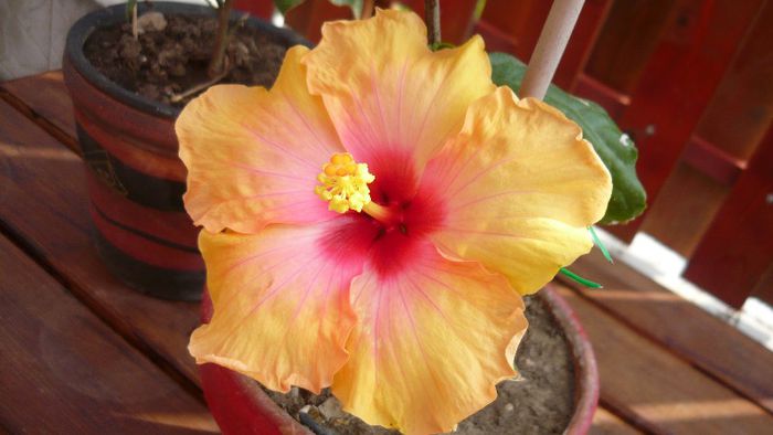 Picture 4033 - x 2013 Hibiscus rosa sinesis
