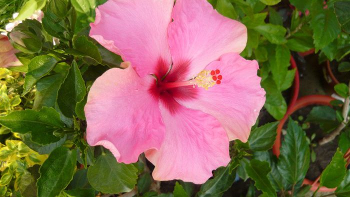 Picture 4043 - x 2013 Hibiscus rosa sinesis