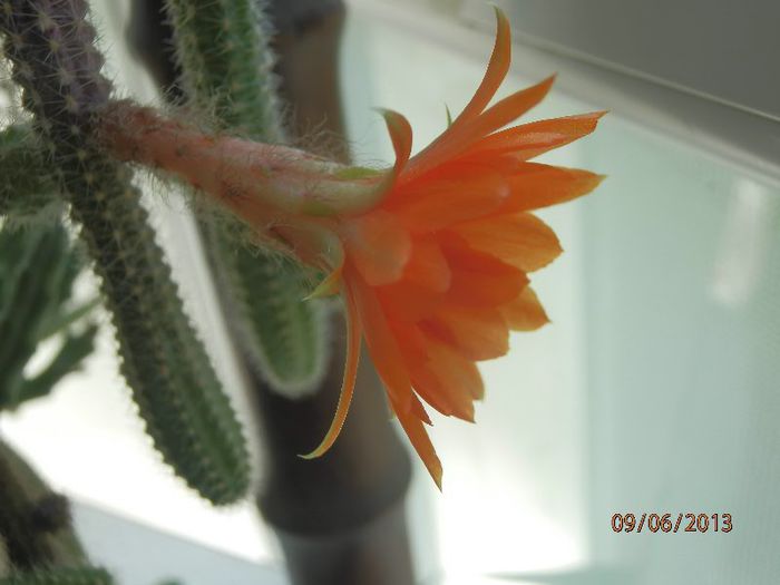 P6092662 - Cactusi-iunie-2013