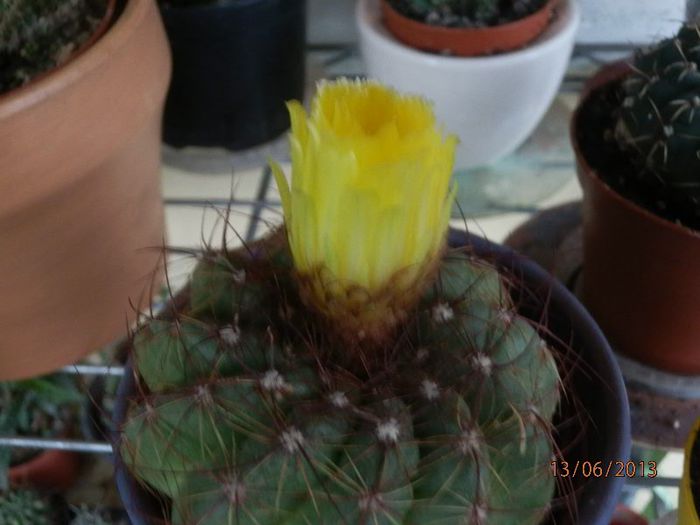 P6132792 - Cactusi-iunie-2013