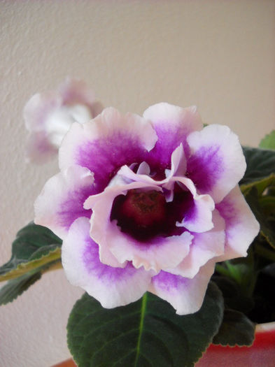 Burgundy Queen !! - 1GLOXINIA- 2013