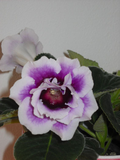 24. iunie - 1GLOXINIA- 2013