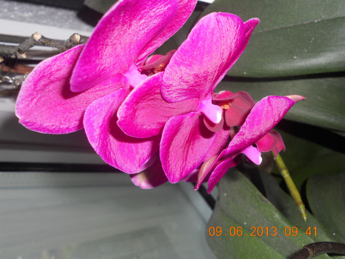 DSCN3455 - Orhidee 2011-2012-2013-2014-2015-2016