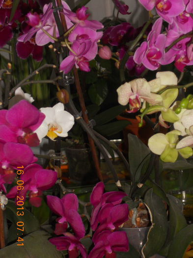 DSCN3458 - Orhidee 2011-2012-2013-2014-2015-2016