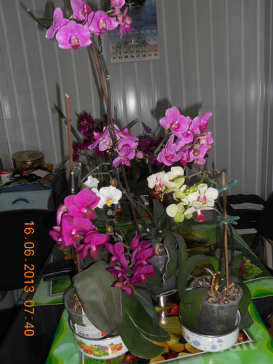 DSCN3573 - Orhidee 2011-2012-2013-2014-2015-2016