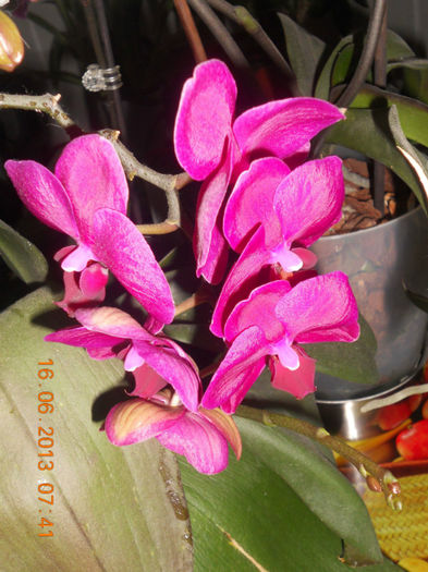 DSCN3575 - Orhidee 2011-2012-2013-2014-2015-2016