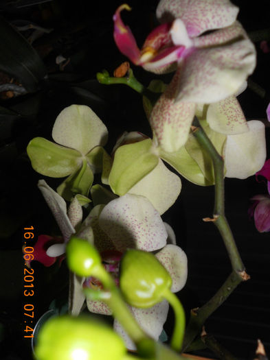 DSCN3576 - Orhidee 2011-2012-2013-2014-2015-2016