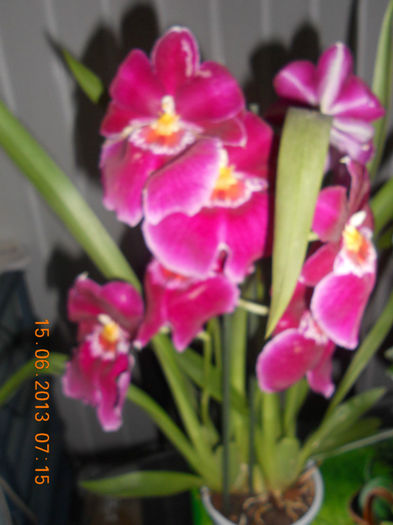 DSCN3526