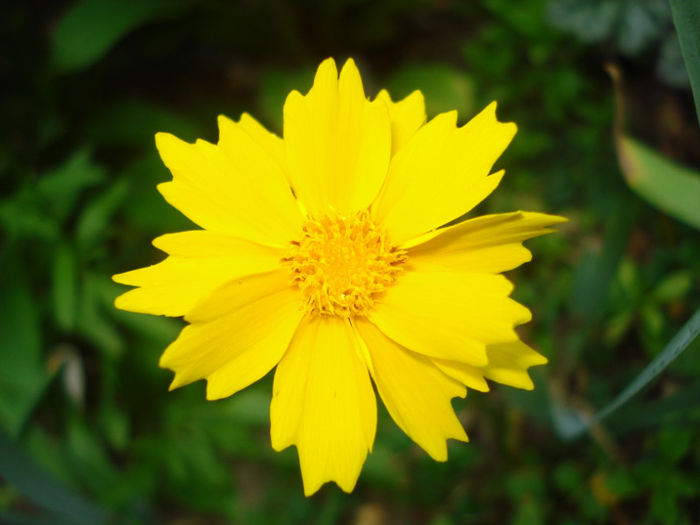 coreopsis - Gradinuta in 2013