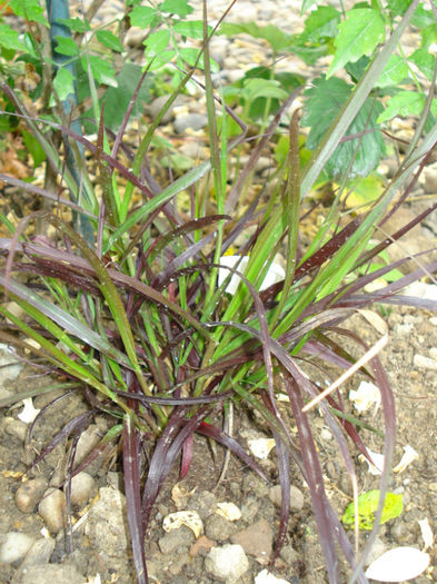 Pennisetum setaceum Rubrum - Gradinuta in 2013
