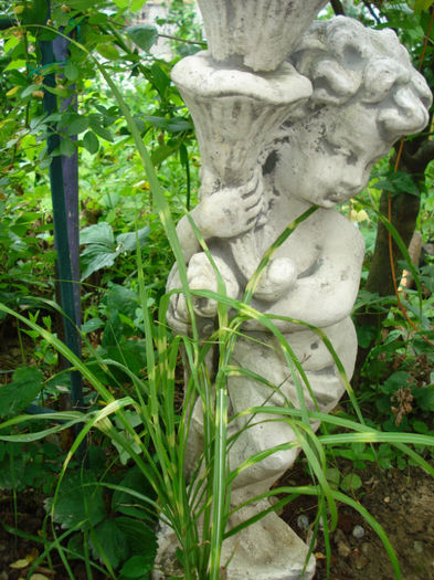 Miscanthus sinensis Zebrinus