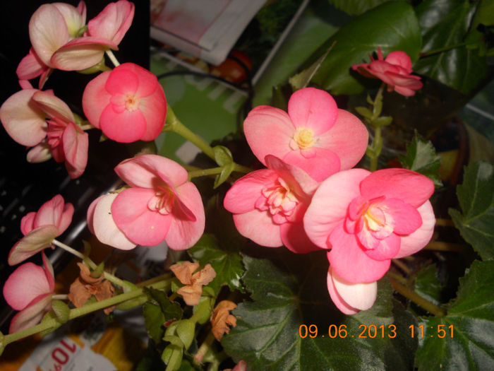 DSCN3461 - Balcon 2012-2013-2014
