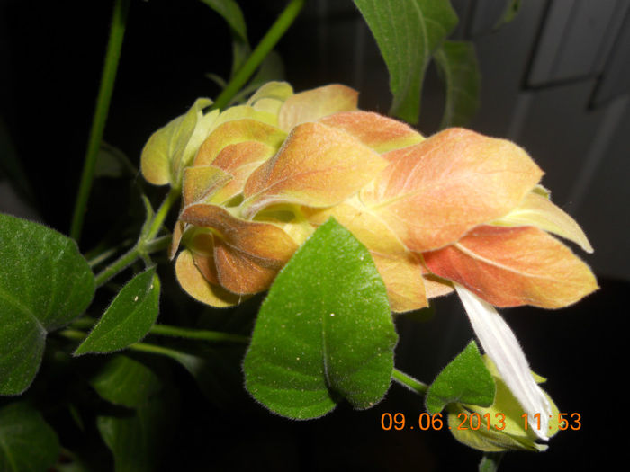 DSCN3463 - Balcon 2012-2013-2014