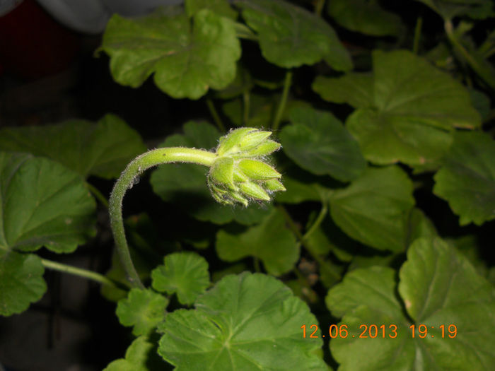 DSCN3494 - Balcon 2012-2013-2014