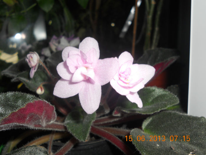DSCN3528 - Balcon 2012-2013-2014