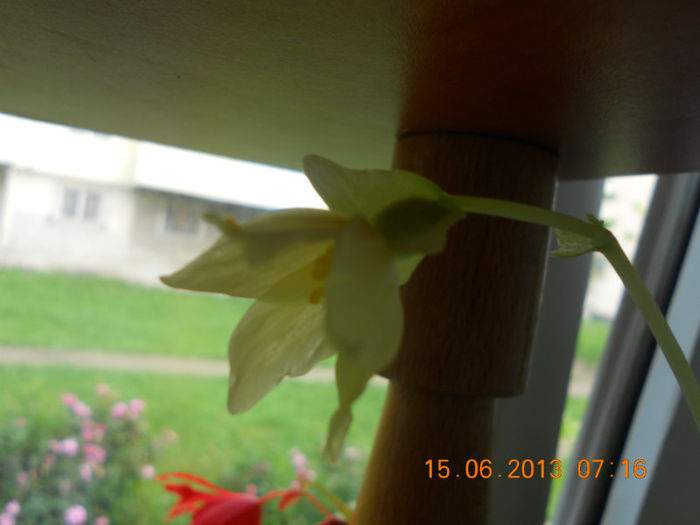 DSCN3530