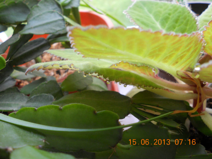 DSCN3532 - Balcon 2012-2013-2014
