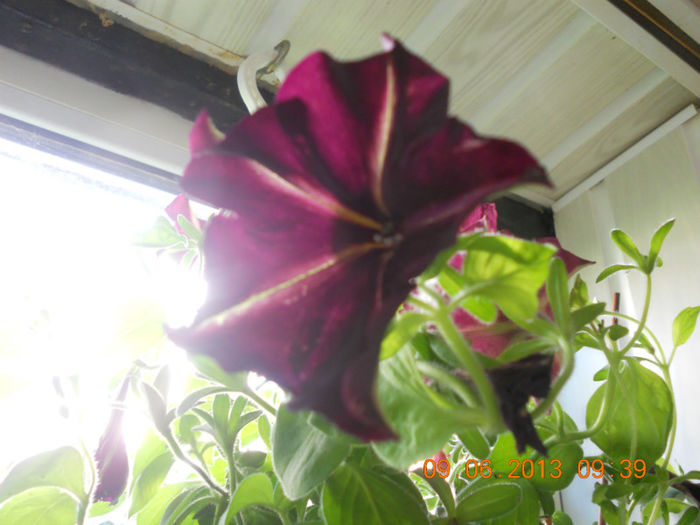 DSCN3448 - Balcon 2012-2013-2014