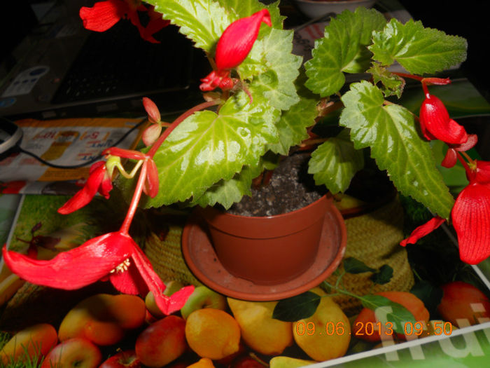 DSCN3458 - Balcon 2012-2013-2014